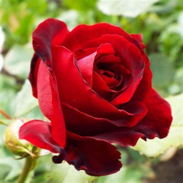 Czerwona róża puzzle online