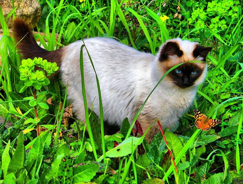 Piękny ciekawski kotek, śliczny jest puzzle online