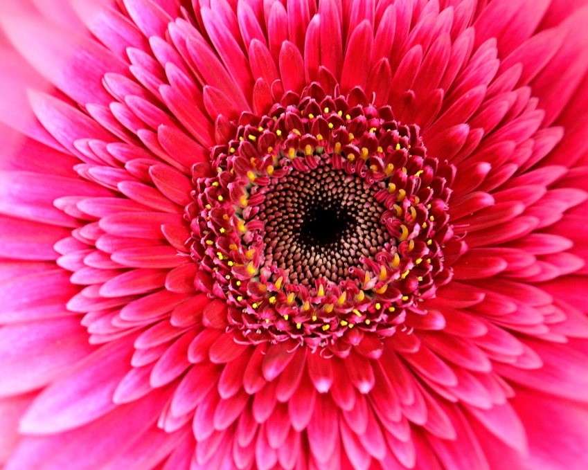Kwiat różowej gerbery puzzle online