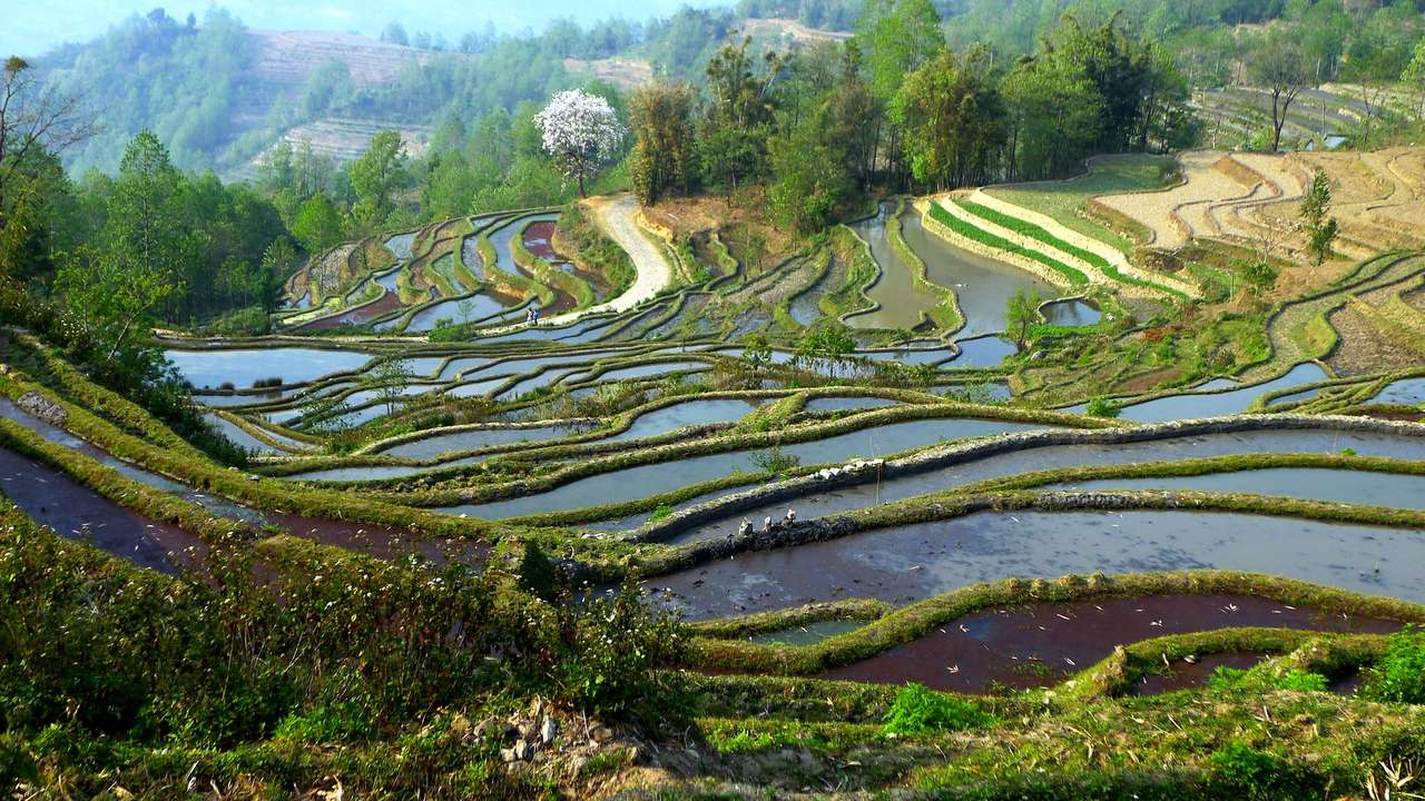 Tarasy ryżowe Yuanyang w prowincji Yunnan puzzle online