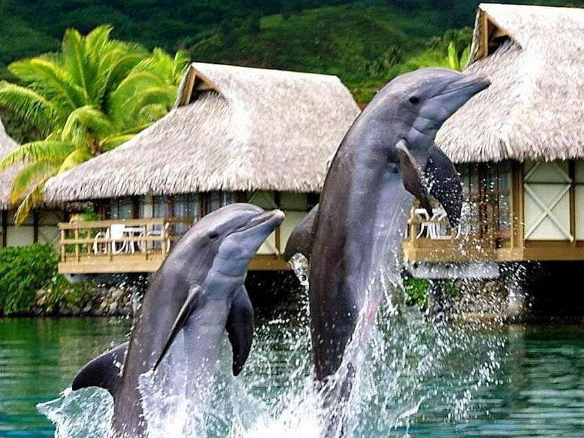Akrobacje uroczych delifinów, słodki widok puzzle online