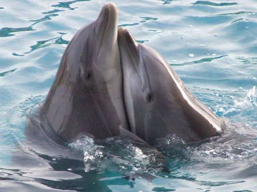 Zakochana para delfinków:) puzzle online