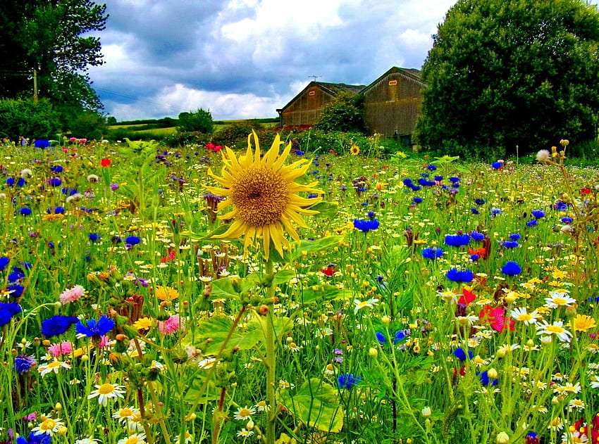 Piękno pola z polnymi kwiatami zachwyca puzzle online
