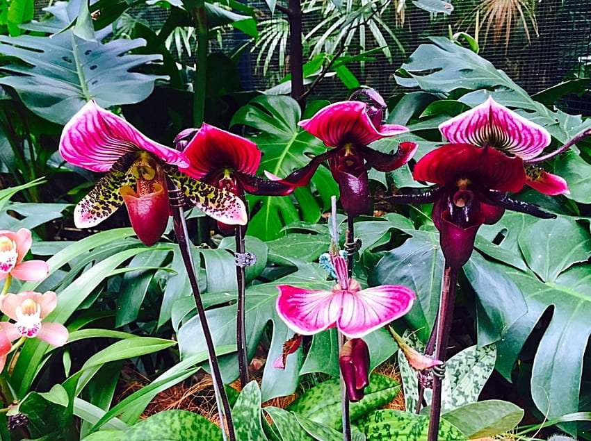 Wyjątkowa ogrodowa orchidea w kształcie motyla puzzle online