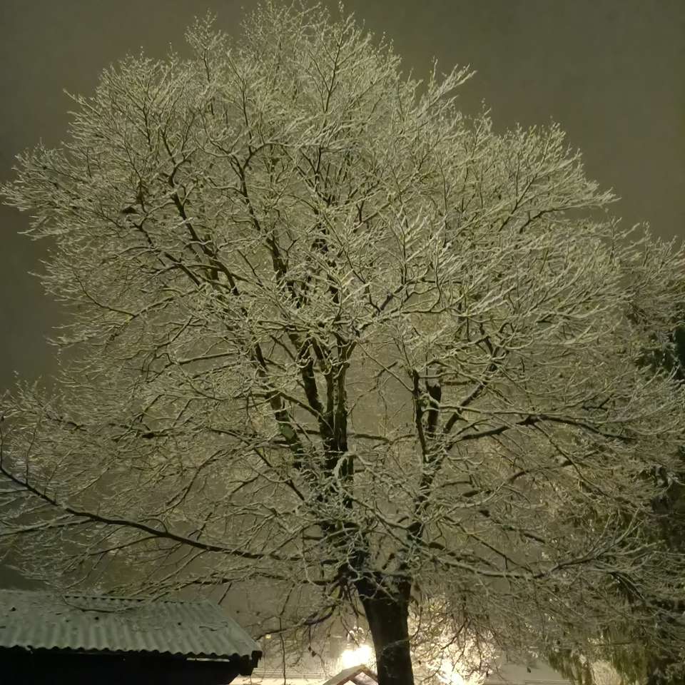 Pokryte śniegiem drzewo z przyćmionym światłem puzzle online