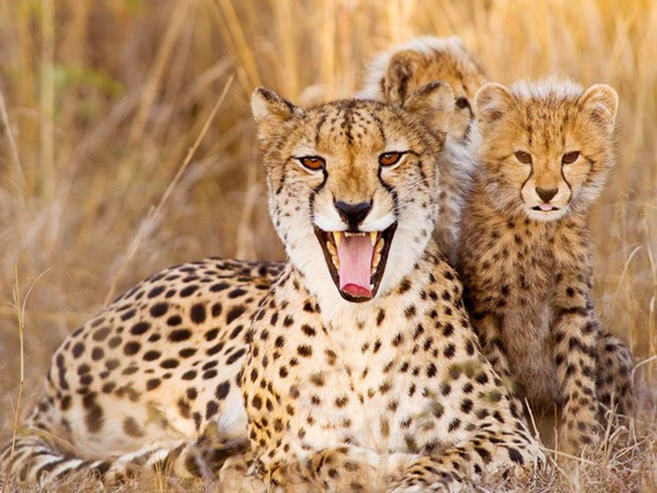 gepard ze swoimi dziećmi puzzle online