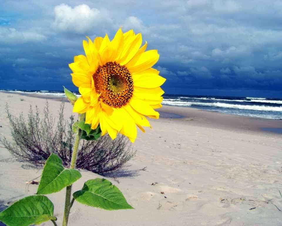 Słonecznik i plaża puzzle online