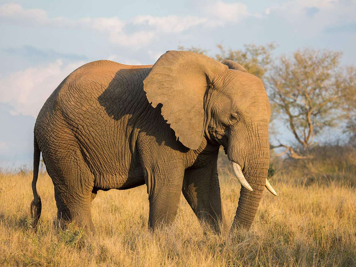 Afrykański słoń puzzle online