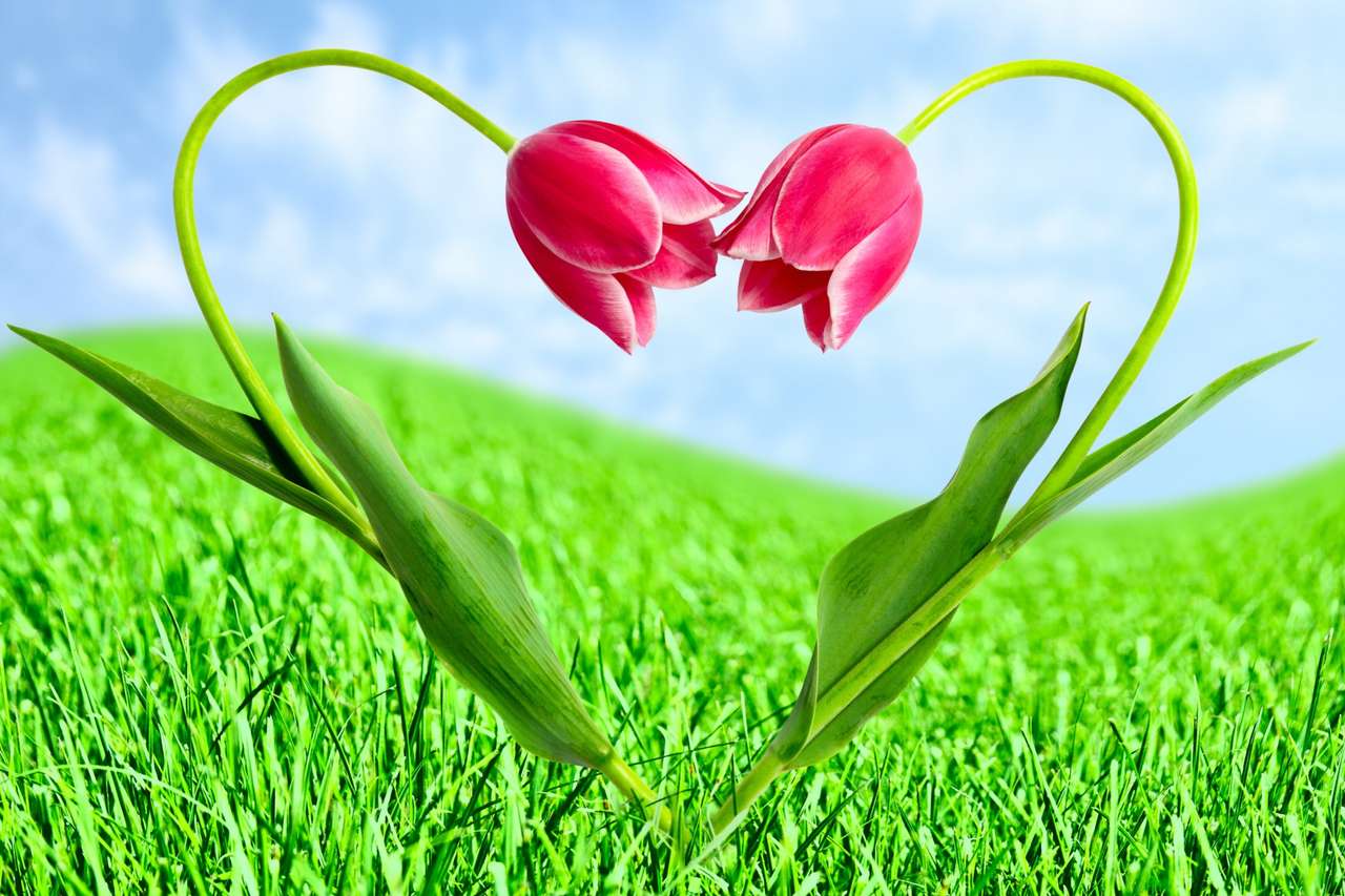 Walentynkowe tulipanki:) puzzle online