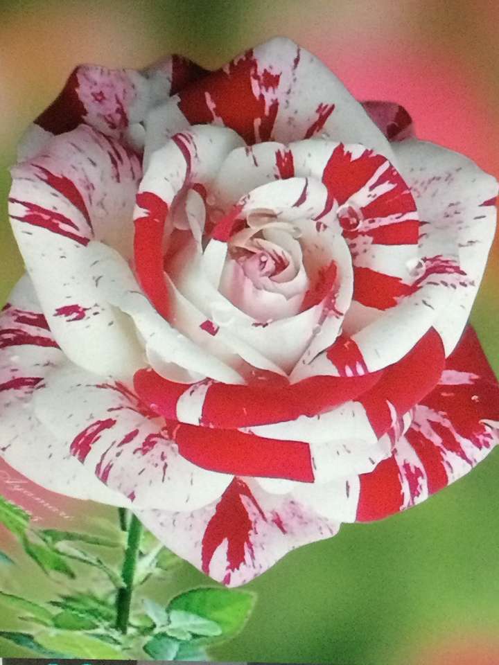 biała i czerwona róża puzzle online