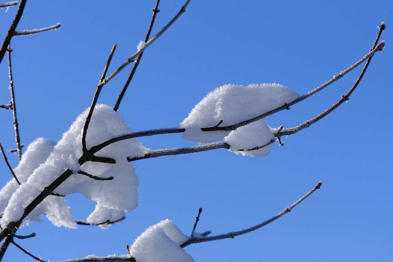gałęzie śniegu puzzle online