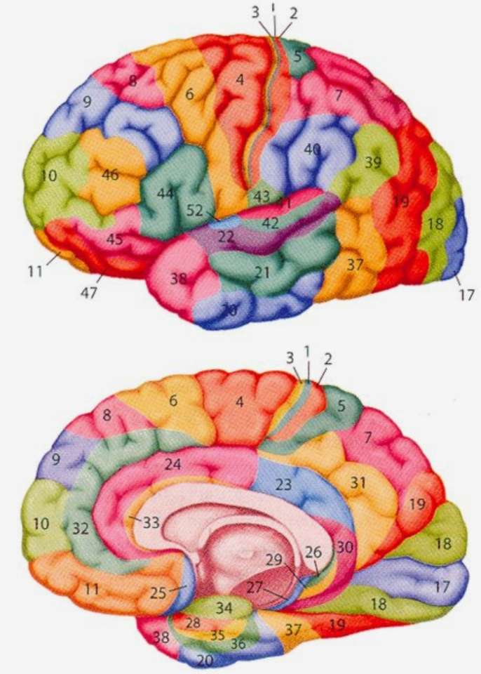 Ludzki mózg puzzle online
