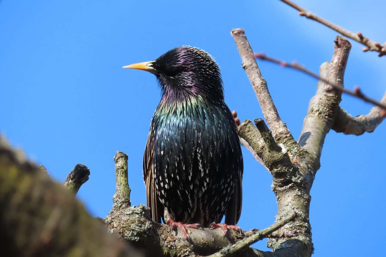 Starling Bird Zwierzęce pióra Upierzenie Ptak wędrowny puzzle online