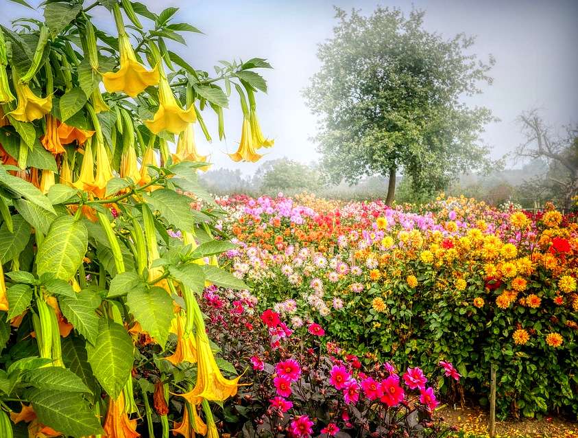 Niesamowity ogród kwiatowy (fotografia) puzzle online