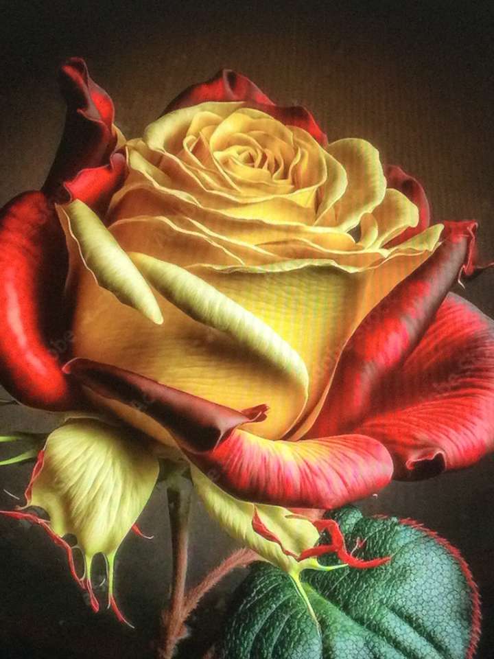 żółta i czerwona róża puzzle online