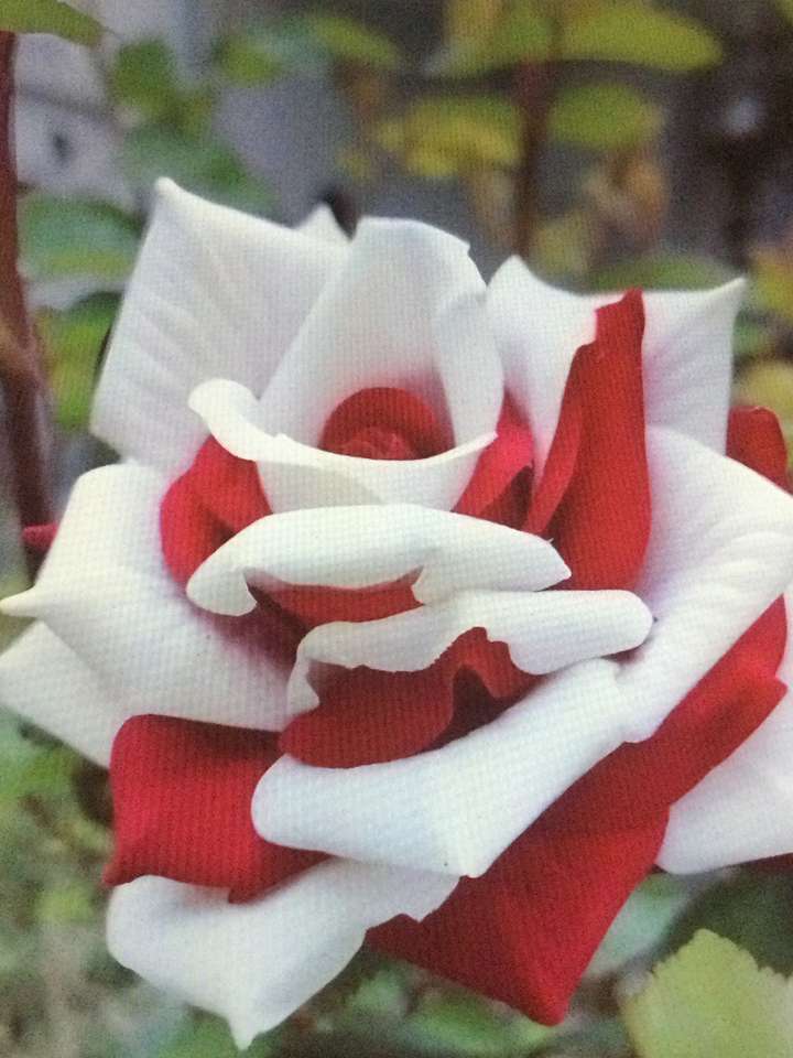 Czerwona i biała róża puzzle online