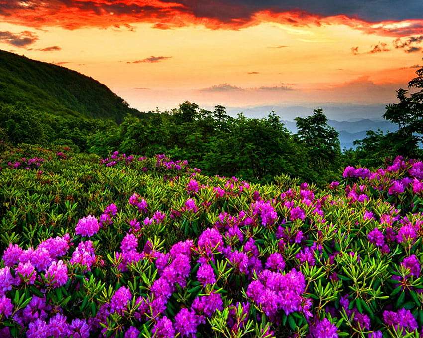 De schoonheid van wilde rododendrons puzzel