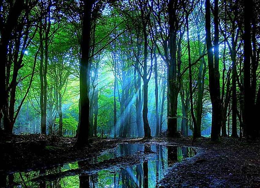 Leśny zmierzch-promyki słońca, niebieska mgła puzzle online