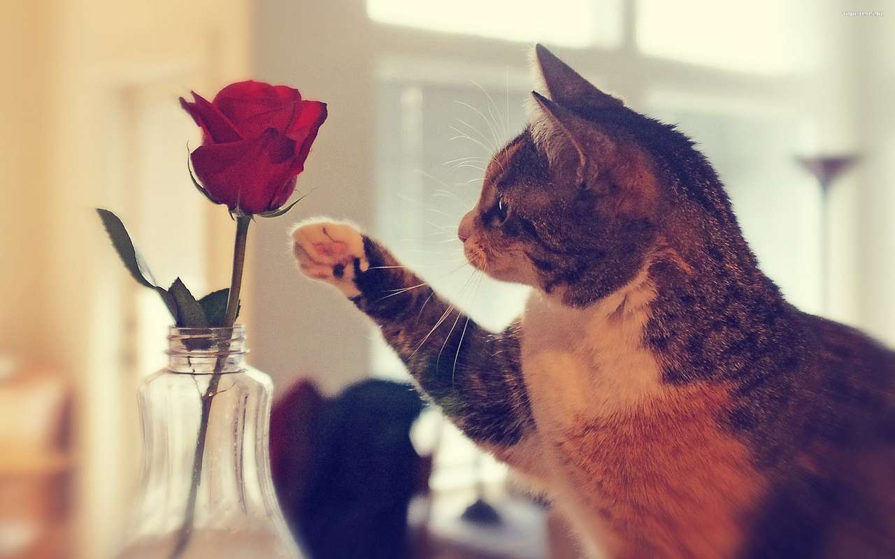 Kot i czerwona róża puzzle online