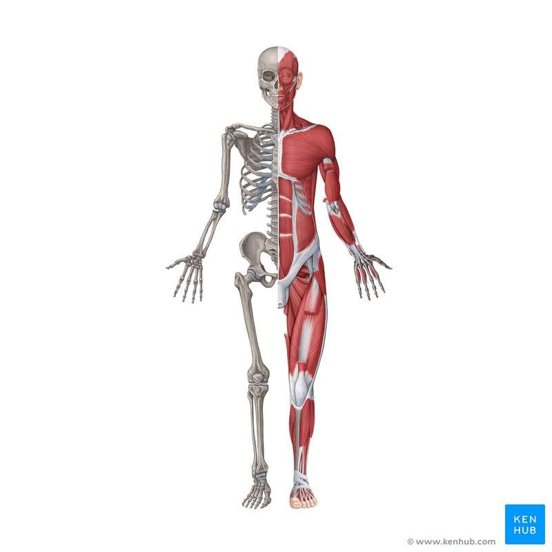 układ mięśniowo-szkieletowy puzzle online