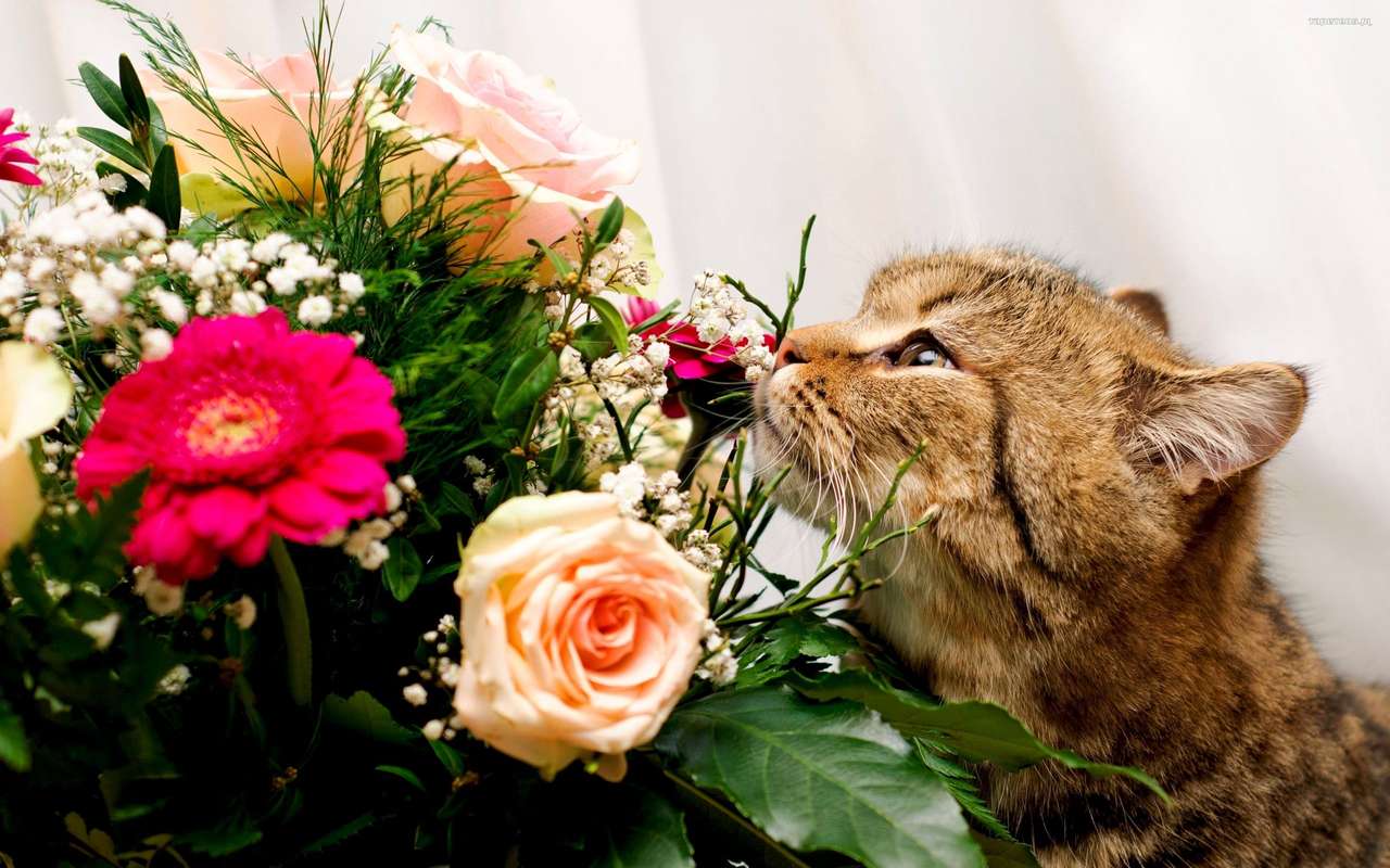 Kotek wąchający kwiatki puzzle online