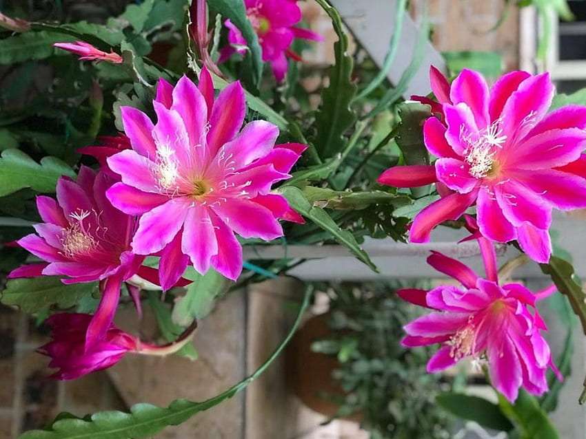 Pięknie kwitnący kaktus, śliczne są puzzle online
