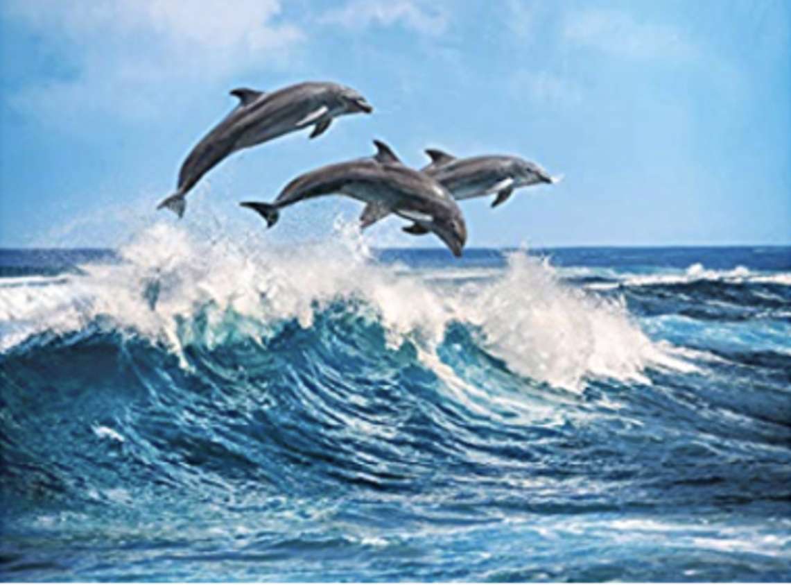 delfiny puzzle online