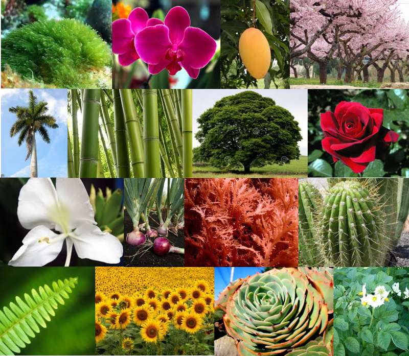 różnorodność roślin puzzle online