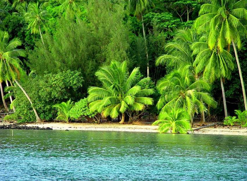 Piekna pełna zieleni tropikalna plaża, co za widok puzzle online