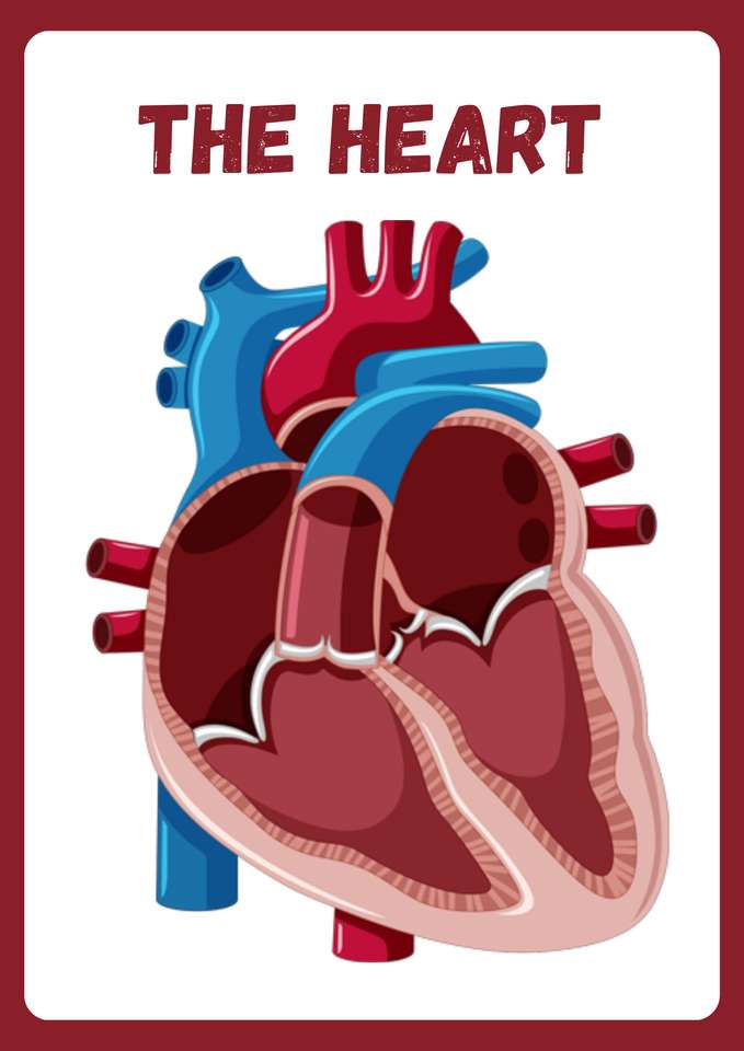 Ludzkie serce puzzle online