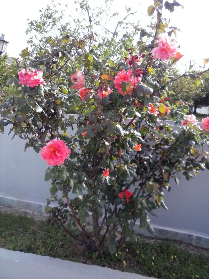 kwitnący krzew róży puzzle online