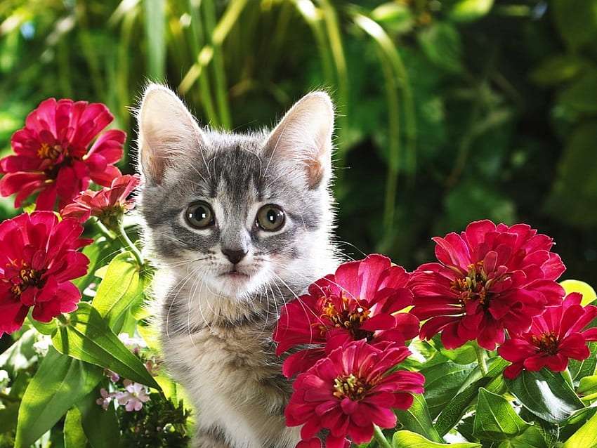 Piękne kwiatki i uroczy malutki kotek puzzle online