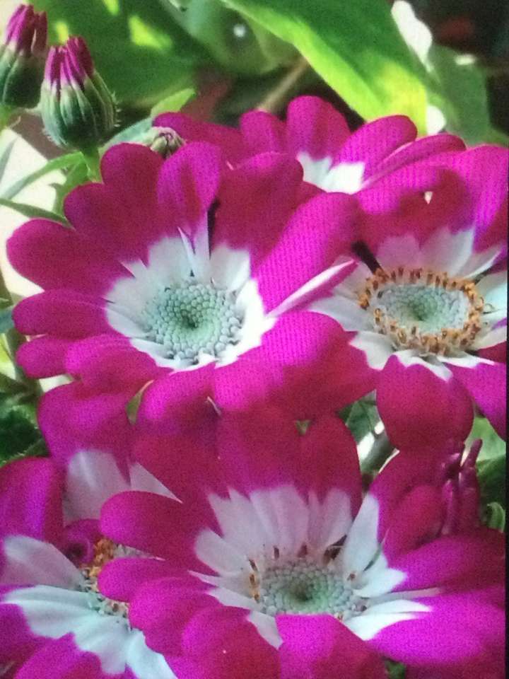 kwiaty różowe puzzle online