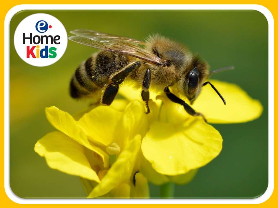 słodka pszczoła puzzle online