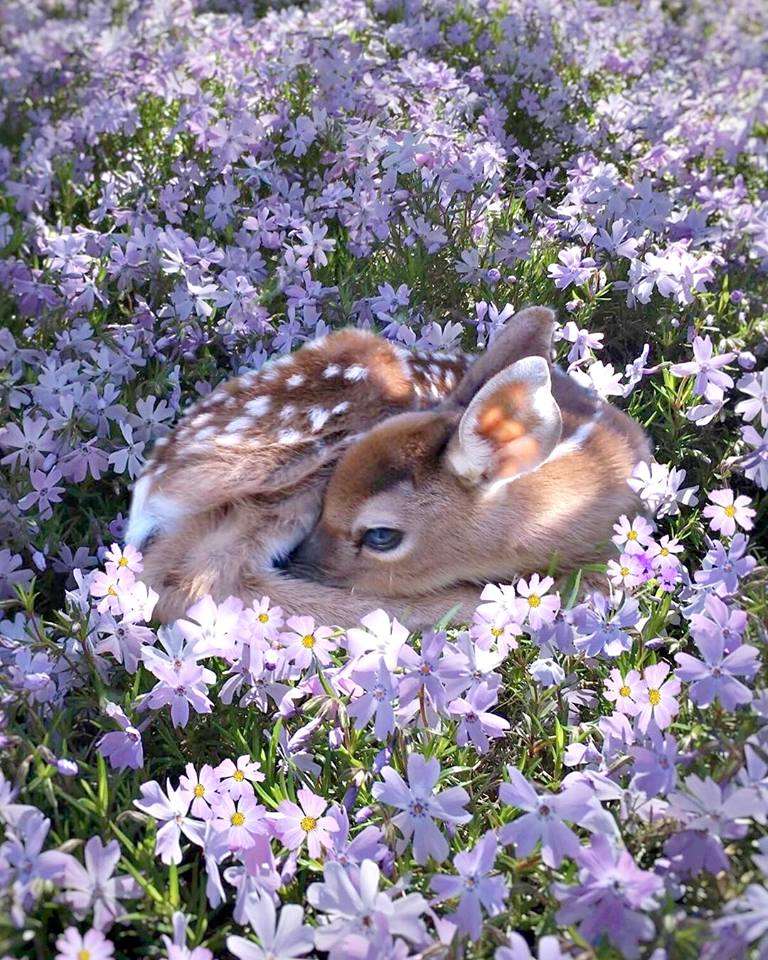 bambi śpi spokojnie wśród traw puzzle online