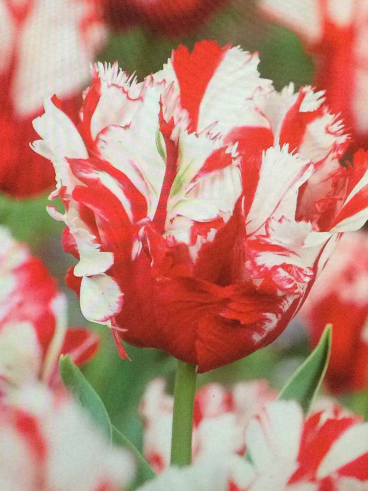 tulipan papugi puzzle online