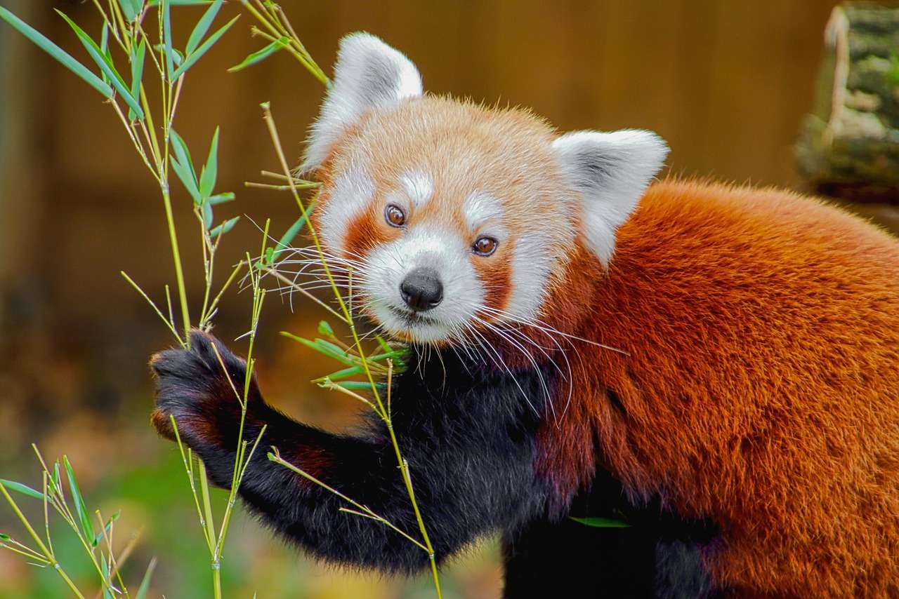 czerwona panda puzzle online