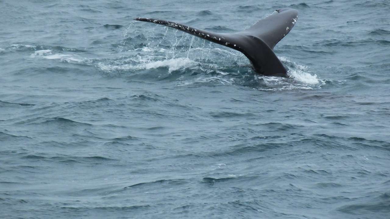 Wieloryb u wybrzeży Islandii puzzle online
