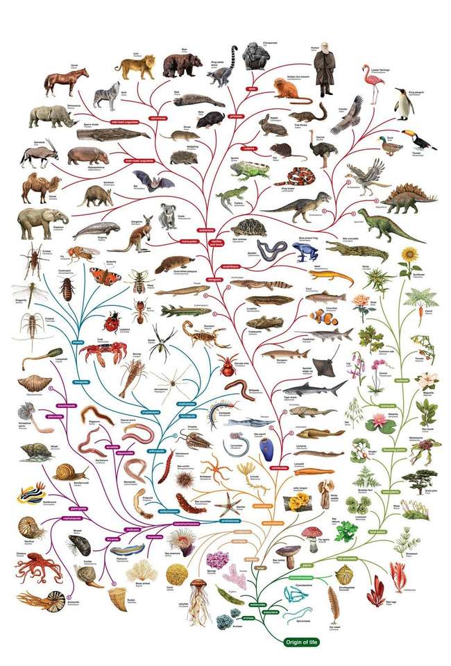drzewo gatunków puzzle online