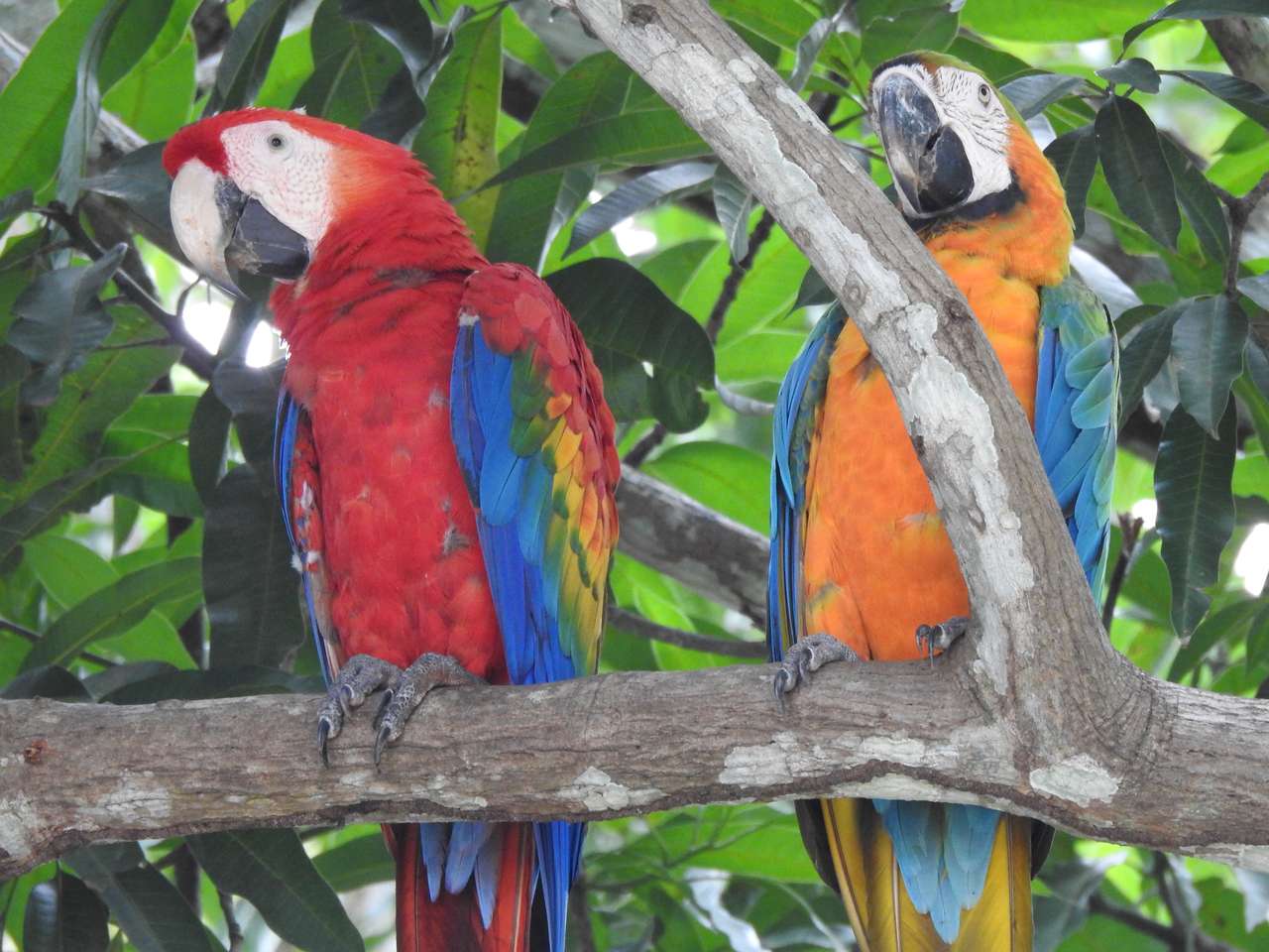 papuga na drzewie puzzle online
