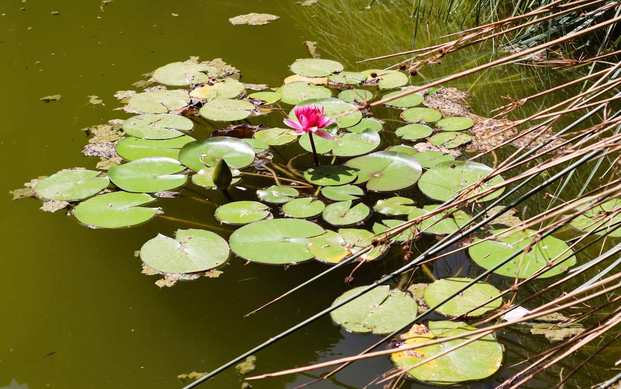 Wodne kwiaty lilii wodnych puzzle online