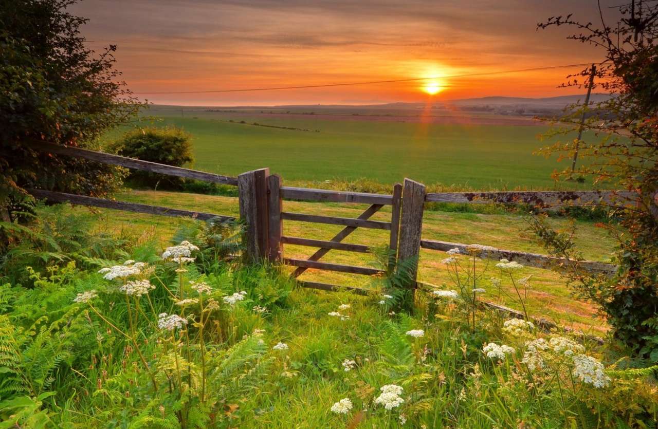 Letnie pięknie zielone pole o wschodzie słońca puzzle online