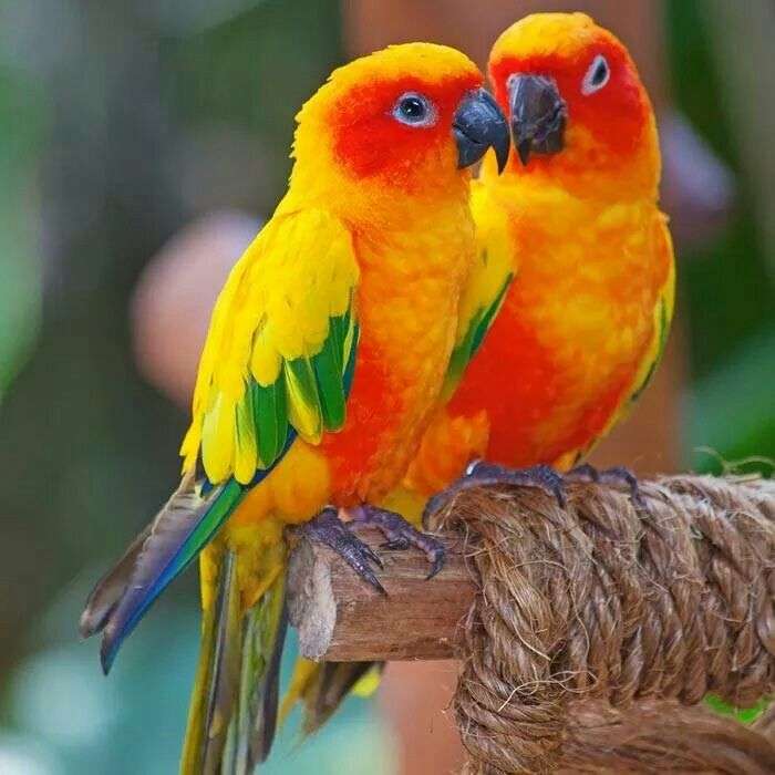 Dwie kolorowe papużki puzzle online