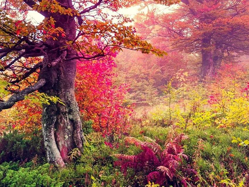 Piękna sceneria jesiennego lasu, widok jak w bajce puzzle online