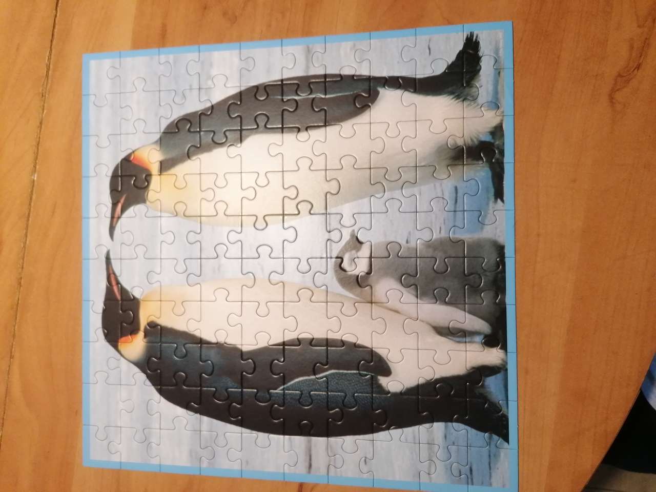 piękne pingwiny puzzle online