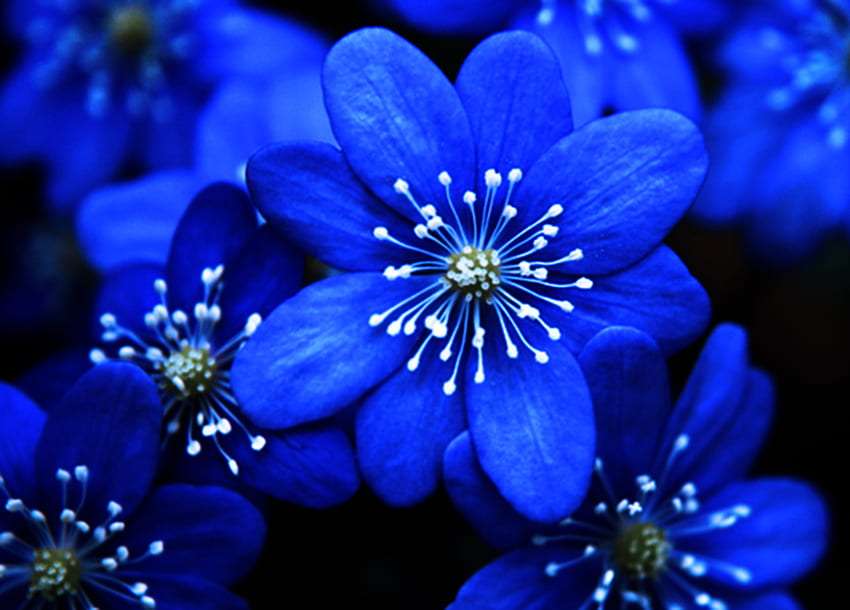 Piękne niebieskie kwiaty, cudowne puzzle online