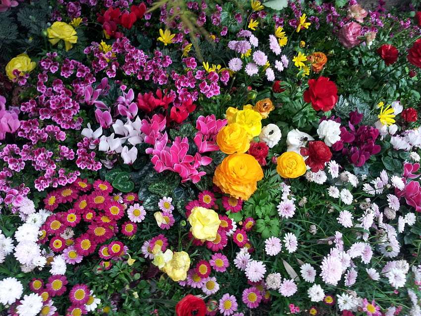 Fantastyczny kwiatowy "dywan'', no cudo puzzle online
