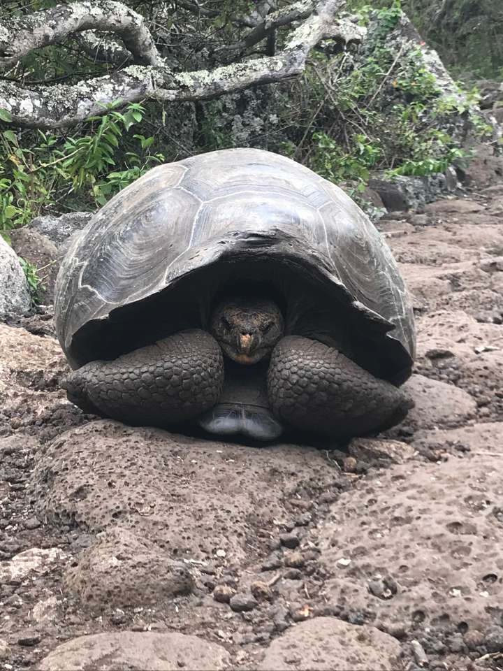 GALAPAGOS puzzle online