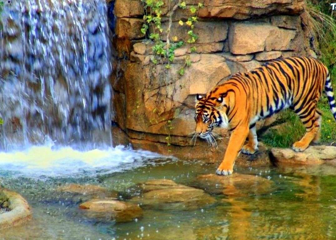 Tygrys przy wodospadzie puzzle online