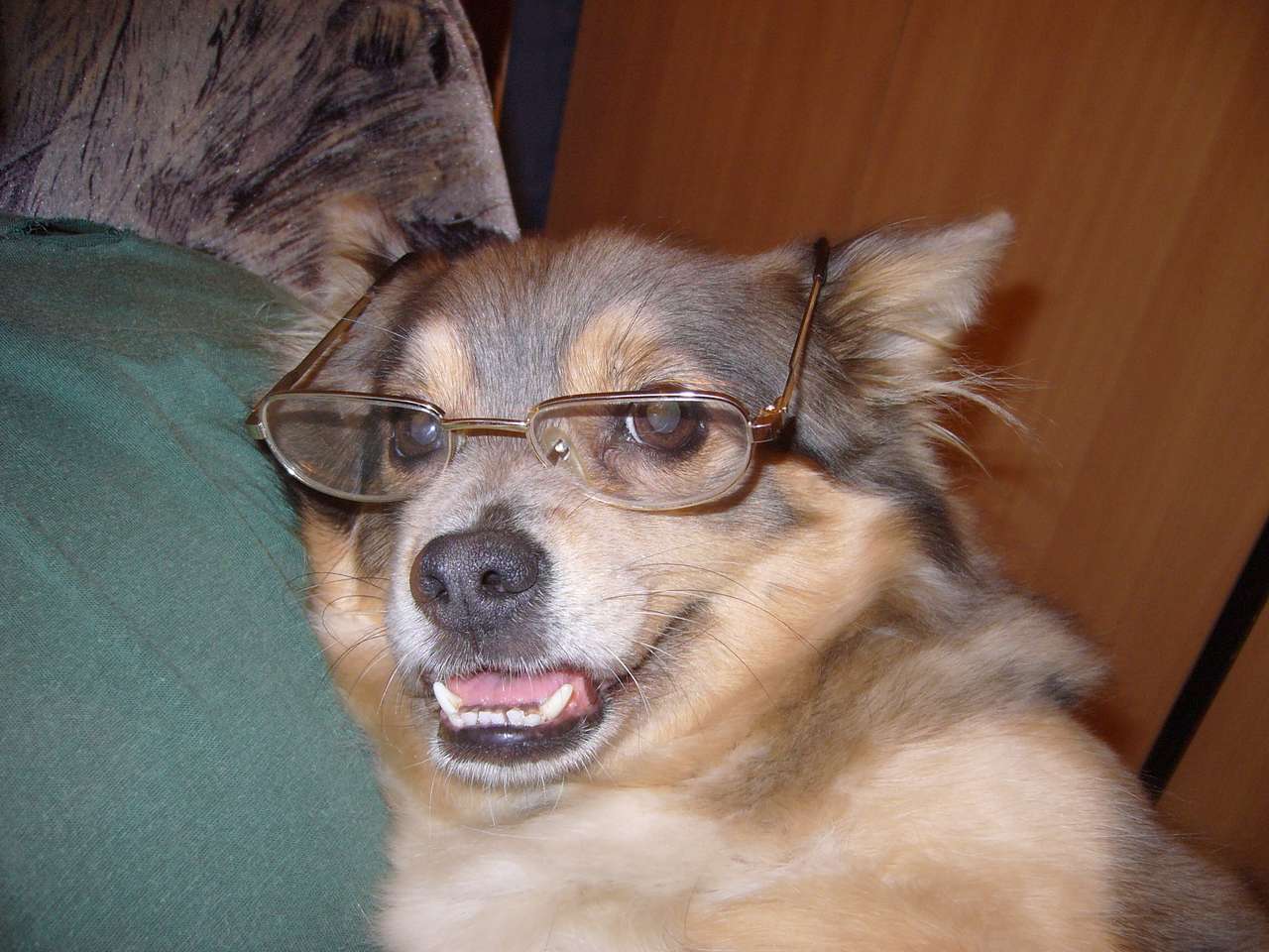 Pies w okularach puzzle online